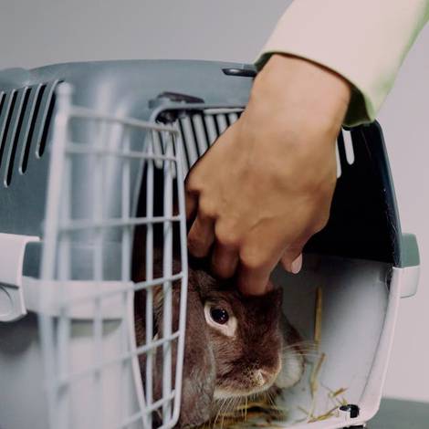Táxi Pet Especializado