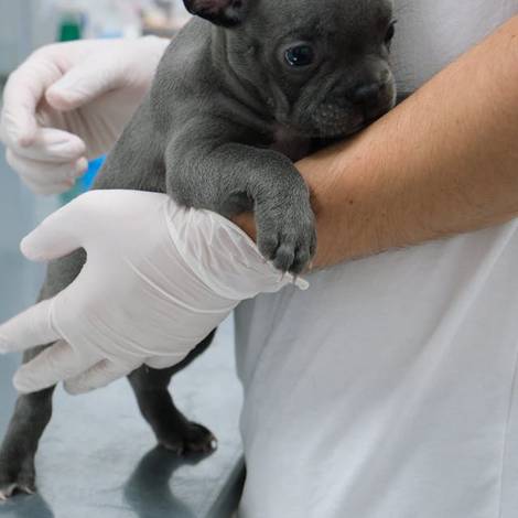 Consulta Veterinária Preventiva